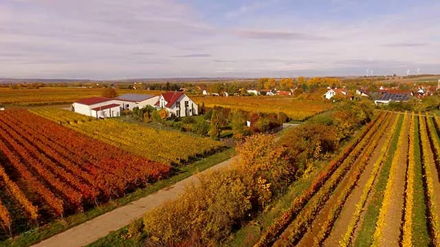Weingut Jonas Kiefer - Weinberge