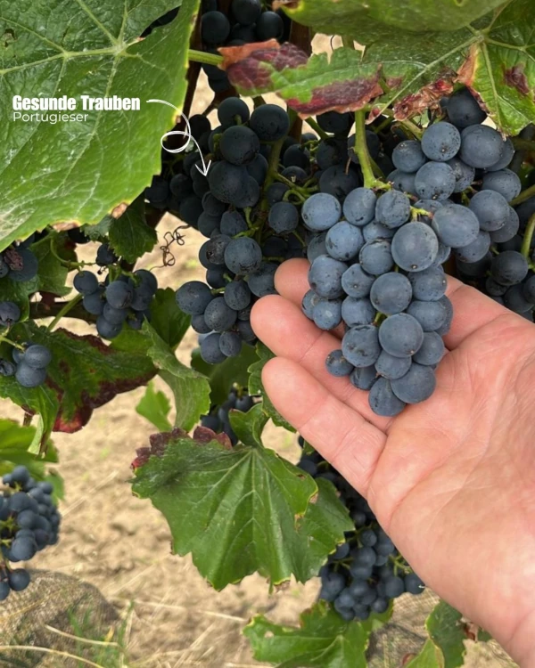 Weingut Menk 1