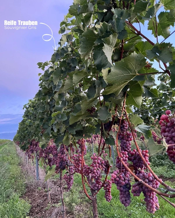 Weingut Menk 2