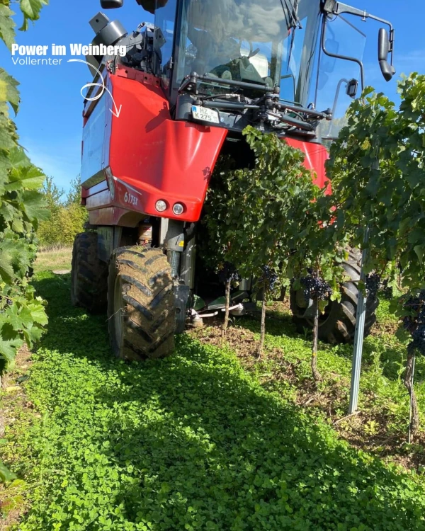 Weingut Menk 3