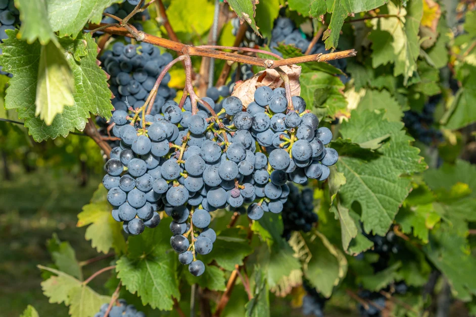 Dornfelder - Rotwein aus Deutschland