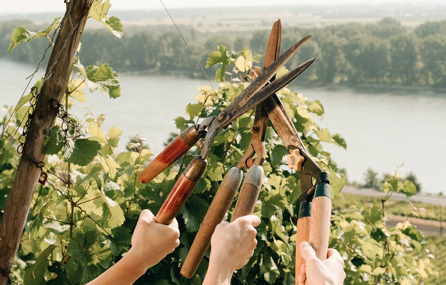 Nur Bio und Vegan - Weingut Eva Vollmer