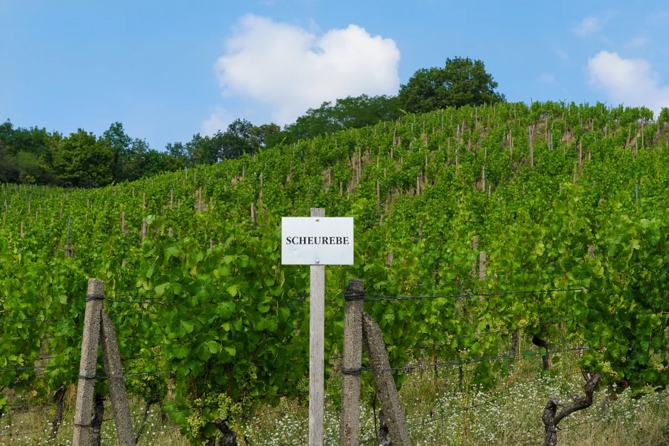 Weinbau Scheurebe - Deutscher Weißwein
