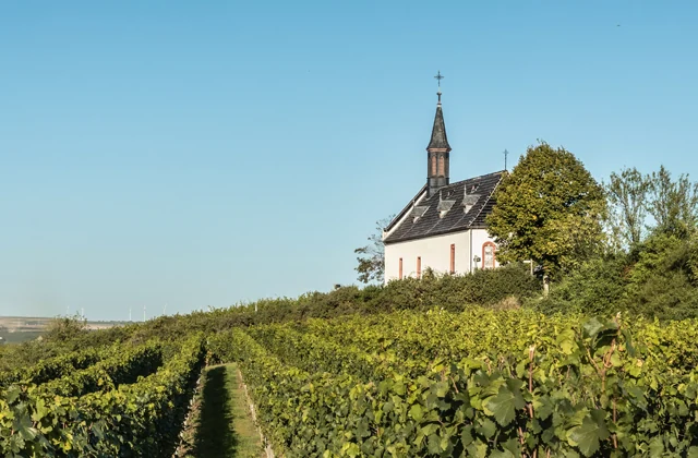 Weinberg - Weingut Klosterhof - Abenheim
