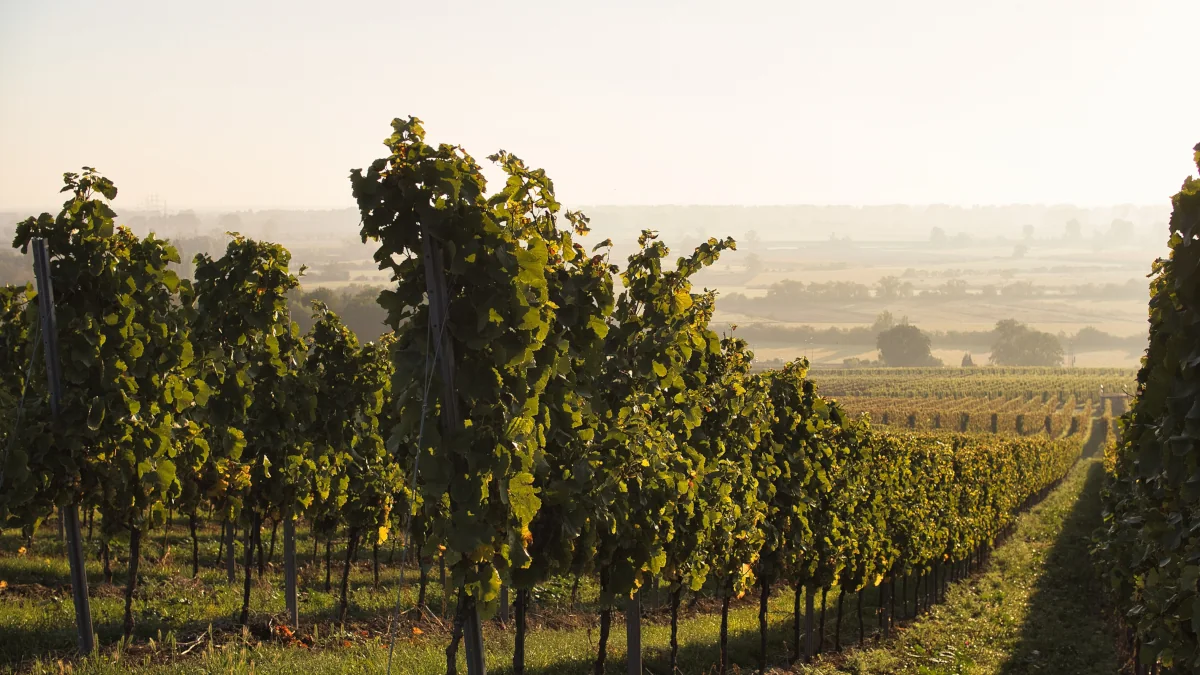 Weinberg - Weingut Stenner