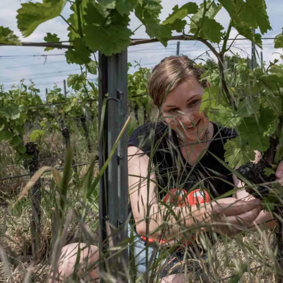 Weingut Bernhard - Bioland zertifiziert