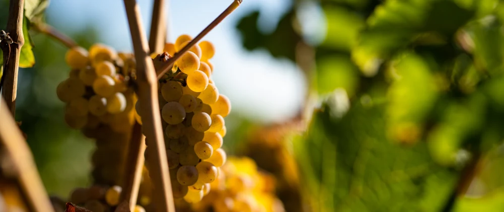 Weintrauben und Rebstöcke - Weingut Stenner