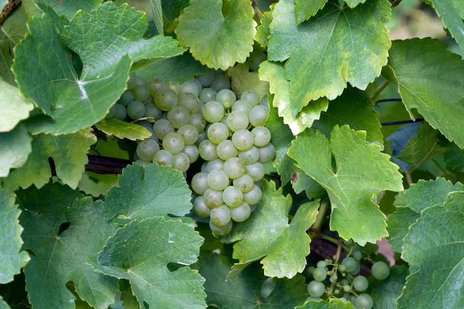Grüner Silvaner
