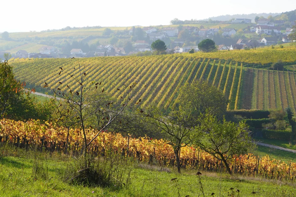 Die deutsche Weinbauregion Pfalz