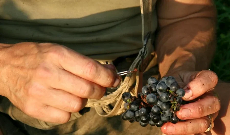 Handlese Pinot Noir - Weingut 5
