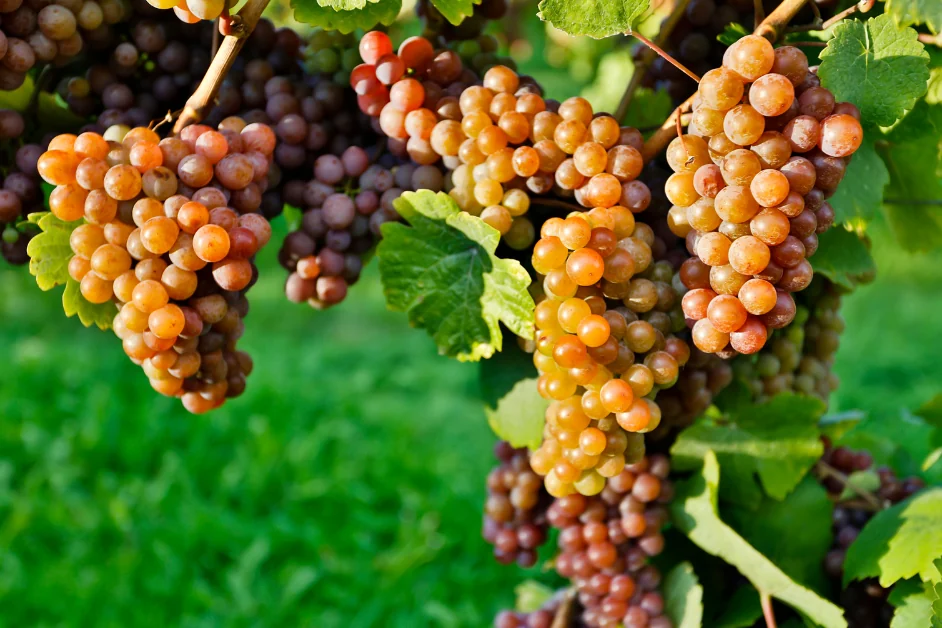 Pinot Gris