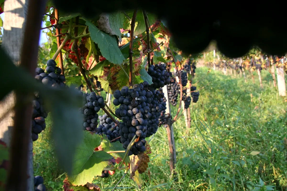 Pinot-Trauben in der Steillage - Weingut 5
