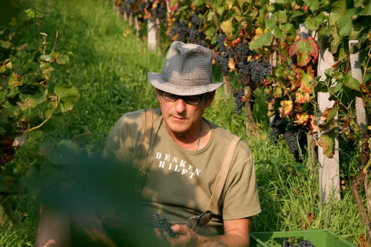 Thomas bei der Weinlese - Weingut 5