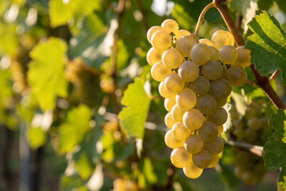 Reife goldgelbe Bacchus-Trauben hängen im sonnigen Weinberg am Rebstock
