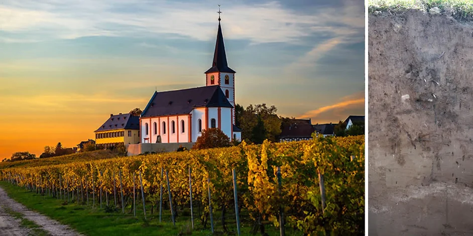 Das Hochheimer Kirchenstück im goldenen Herbstlicht, eine der berühmten Lagen des Domdechant Werner'schen Weinguts