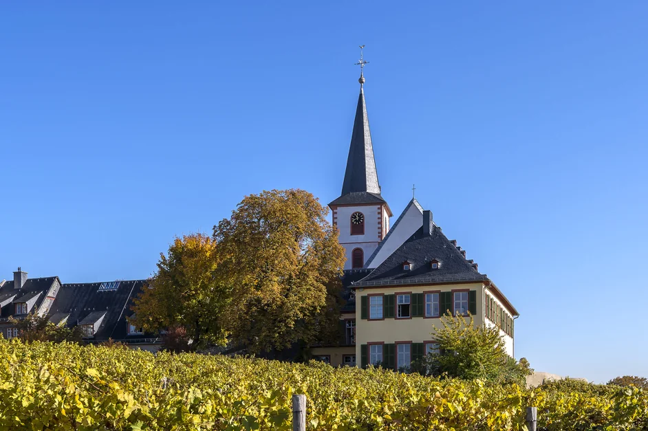 Herbstliche Weinberge unterhalb der Hochheimer Pfarrkirche, Domdechant Werner'sches Weingut