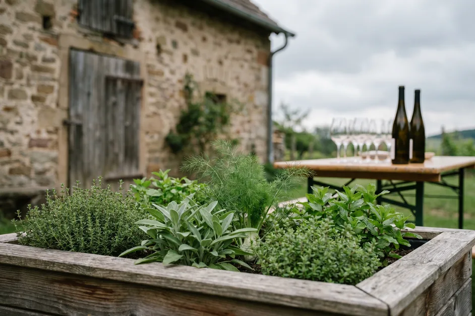 Kräutergarten an einem Weingut, im Hintergrund ein gedeckter Tisch mit Weingläsern