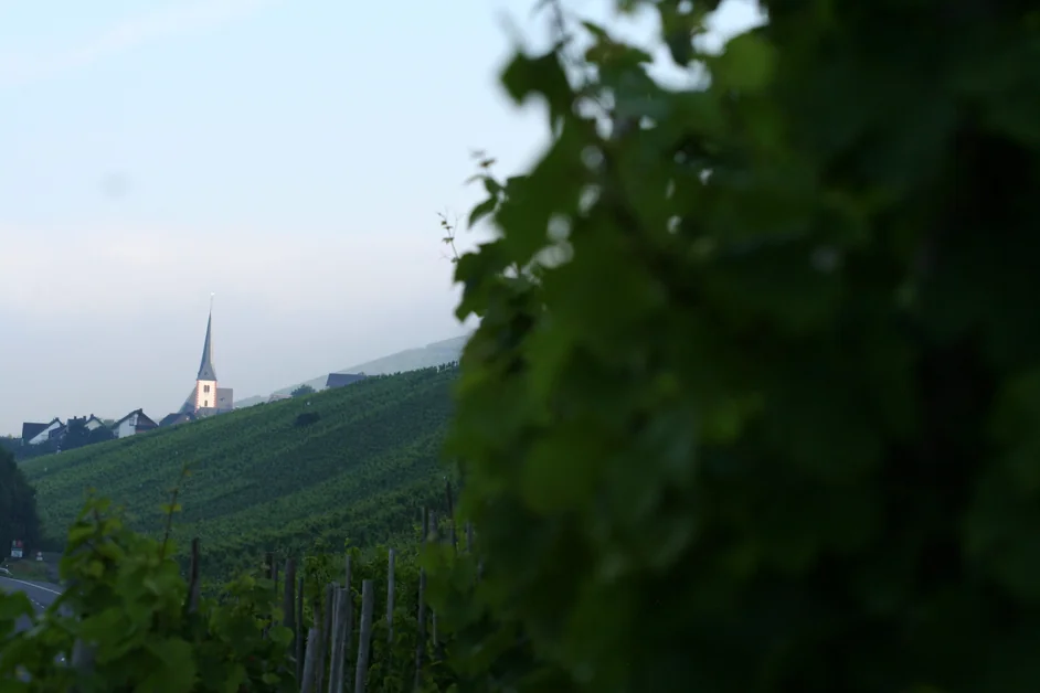 Blick auf Enkirch an der Mosel mit Kirchturm und Weinbergen