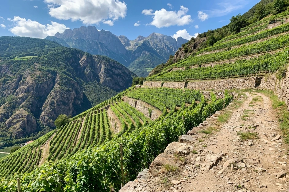 Steile Weinbergterrassen mit Rebzeilen in alpiner Höhenlage vor Bergpanorama