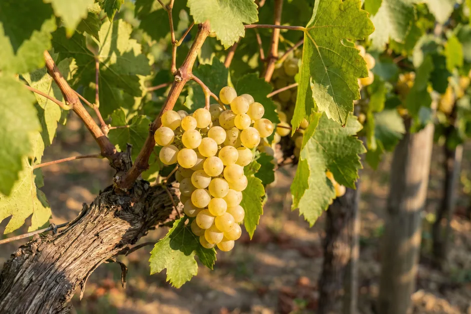 Reife hellgelbe Müller-Thurgau-Trauben am Rebstock im sonnigen Weinberg