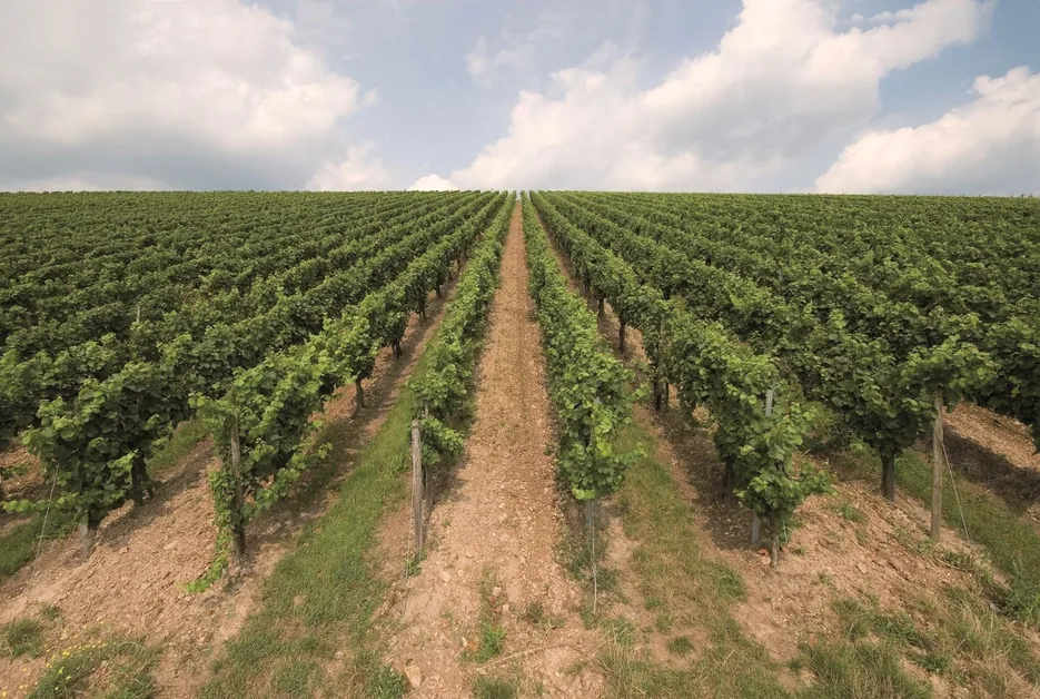 Weinberg mit Rebzeilen des Weinguts Johannes Ohlig im Rheingau