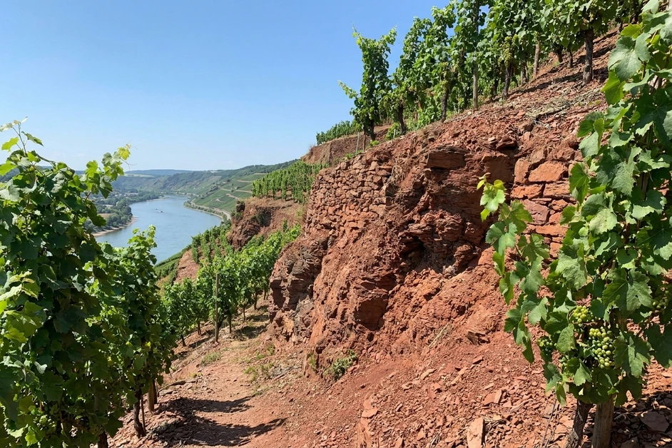 Rebzeilen auf dem rötlichen Gestein des Roten Hangs über dem Rhein bei Nierstein