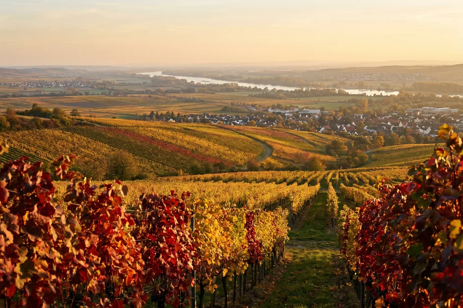 Herbstlich gefärbte Weinberge bei Ingelheim mit Blick auf die Rheinebene