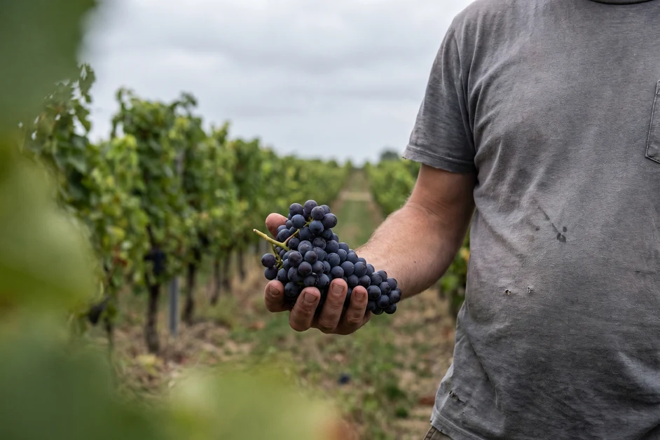 Biowein: Winzer hält frisch geerntete dunkle Trauben im Bio-Weinberg
