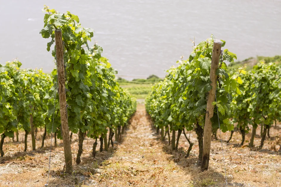 Rebzeilen im Weinberg des Weinguts Wurm bei Lorch