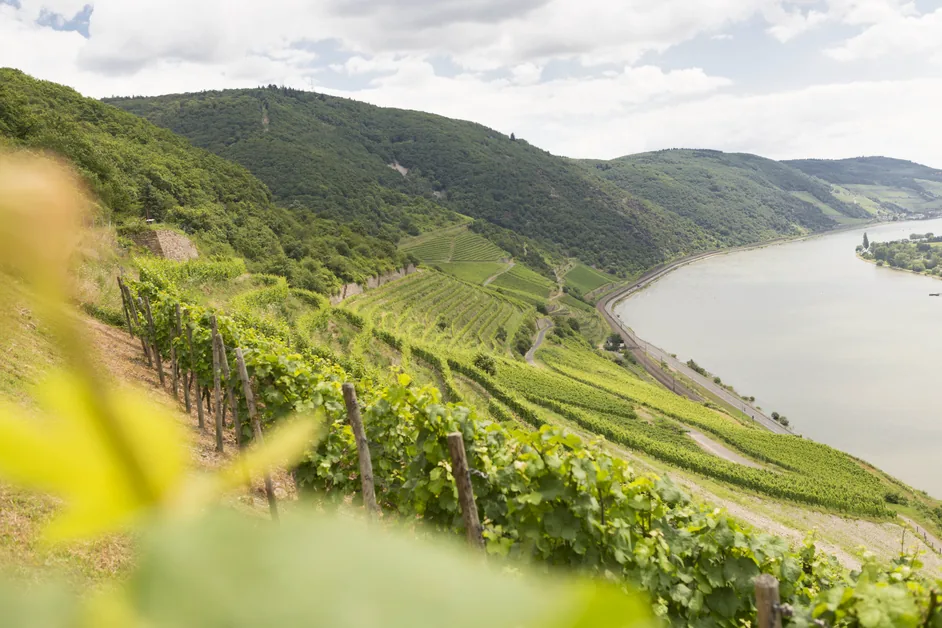 Steillagen des Weinguts Wurm mit Blick auf den Rhein bei Lorch