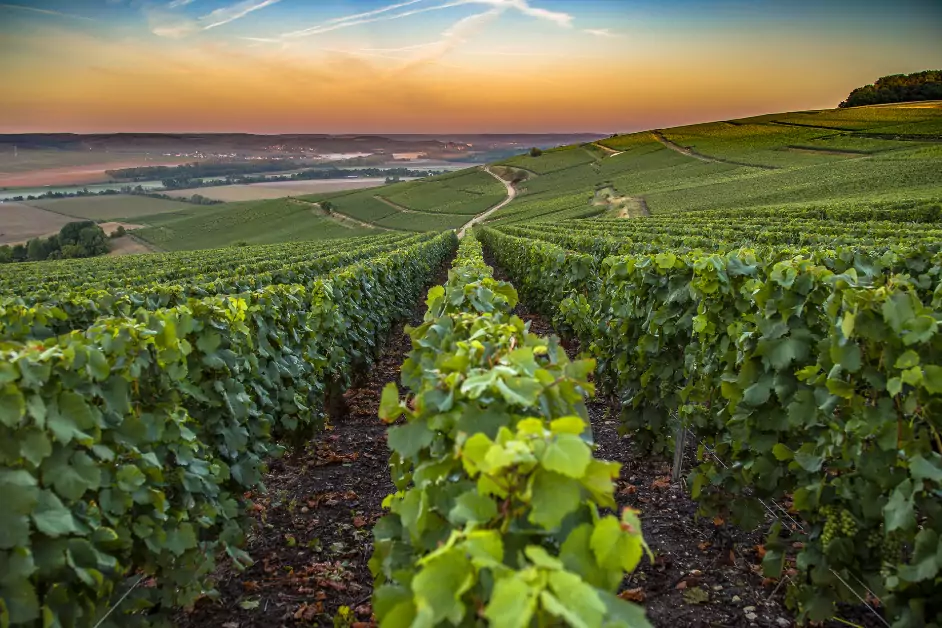 Weinanbau Regionen - Weingut Story